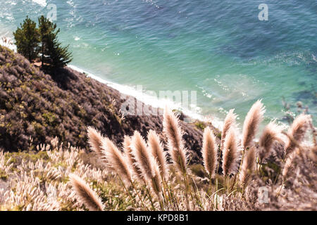 Pflanzen in der Big Sur malerische Straße Stockfoto