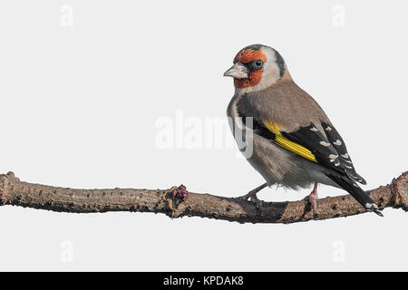 Ein goldfinch thront auf einem Zweig links suchen und gegen ein fast weißer Hintergrund Stockfoto