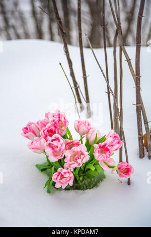 Frische Blumen im Schnee Stockfoto