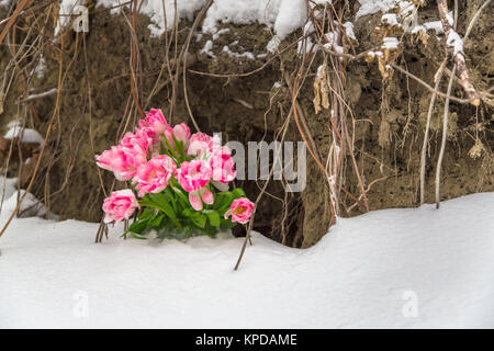 Frische Blumen im Schnee auf einem grunge Hintergrund Stockfoto