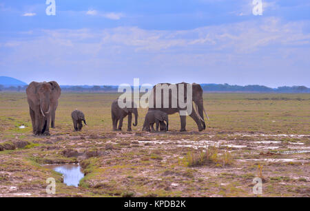 Kenia ist ein hervorragendes Reiseziel in Ostafrika. Berühmt für die freilebenden Tiere und wildwachsenden Pflanzen und ihrer natürlichen Schönheit. Stockfoto