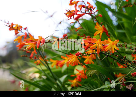 Gold (crocosmia Crocosmia aurea) Stockfoto