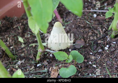 Fliegenpilz in Flower Pot Stockfoto