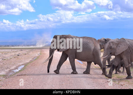 Kenia ist ein hervorragendes Reiseziel in Ostafrika. Berühmt für die freilebenden Tiere und wildwachsenden Pflanzen und ihrer natürlichen Schönheit. Stockfoto