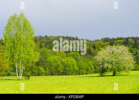 Frühling Landschaft mit blühenden Baum und Birke Stockfoto