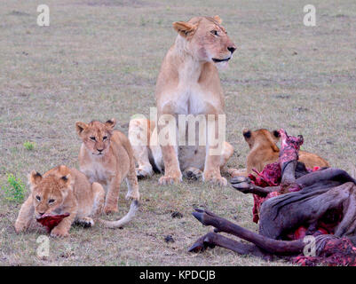 Die Tierwelt in der Masai Mara, Kenia. Löwin mit Jungen Stockfoto