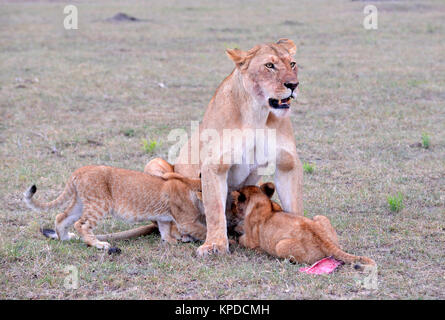 Die Tierwelt in der Masai Mara, Kenia. Löwin mit Jungen Stockfoto