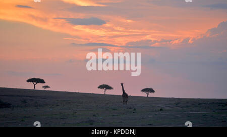 Die Tierwelt in der Masai Mara, Kenia. Giraffe Silhouette bei Sonnenuntergang auf die Skyline. Stockfoto