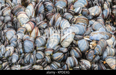 Muscheln - bi-Ventile in Betten auf Felsen an der britischen Küste Stockfoto