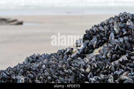 Muscheln auf den Felsen über dem Strand an der Küste von Cornwall in England. Mit copyspace Stockfoto