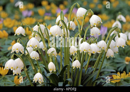 Blühender Frühlingsknoten blüht im Februar Stockfoto