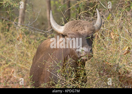 Gaur im Wald in Bandhavgarh National Park in Indien Stockfoto