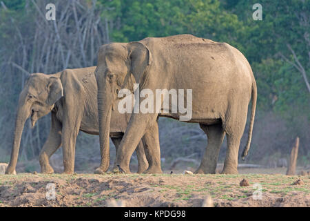 Großen weiblichen indischen Elefanten entlang der Kabini River in Nagarhole Nationalpark in Indien Stockfoto