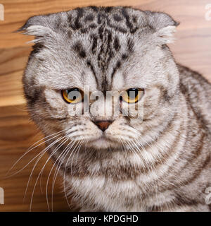 Bicolor Streifen Katze mit gelben Augen, Scottish Fold Stockfoto