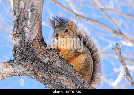 Winter Baum Eichhörnchen - ein Eichhörnchen in einem Baum an einem windigen Wintertag ruht. Stockfoto