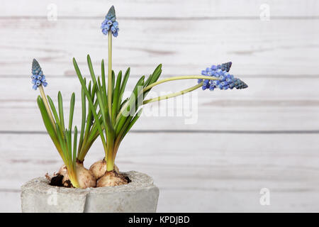 Frühlingsblumen in einem Betontopflotter vor einer Holzwand in Shabby Chic Stockfoto