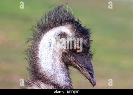 Emu dromaius novaehollandiae kopfstudie Stockfoto