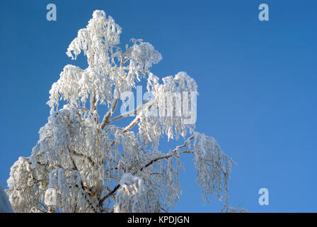 Mit Raureif top eines Silver Birch auf blauen Himmel Hintergrund Stockfoto