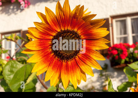 Eine große orangefarbene Sonnenblume in einem Bauerngarten Stockfoto