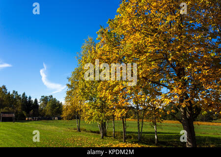 Herbstlich gefärbten Bäume, Baum Reihe vor einem strahlend blauen Himmel Stockfoto