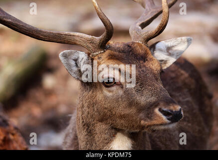 Nahaufnahme der männlichen Damwild Dama Dama Stockfoto