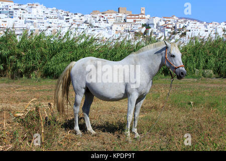 Die maurische Burg aus dem 10. Jahrhundert in der Altstadt von Salobreña (Provinz Granada) an der Costa Tropical in Spanien Stockfoto