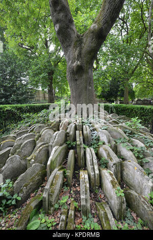 Die Hardy Baum, zwischen Grabsteine wachsenden bewegt, während Thomas Hardy war Gräber in St. Pancras Old Church, London zu bewegen. Stockfoto