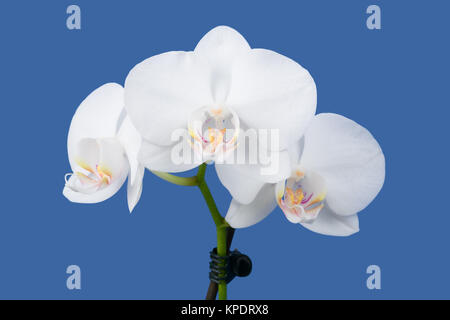 Romantische Zweig der White Orchid Stockfoto