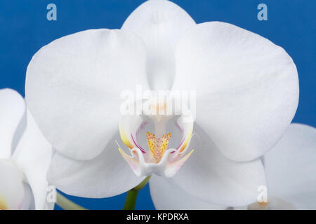 Romantische Zweig der White Orchid Stockfoto