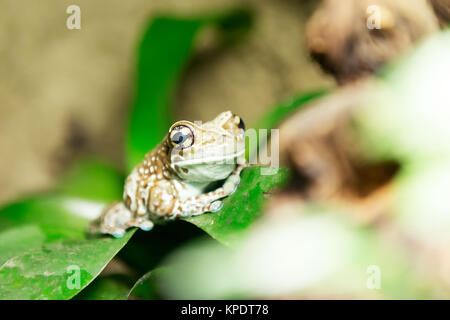 Laubfrosch oder Amazon Milch Frosch Stockfoto