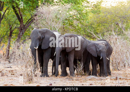 Afrikanische Elefanten im Green Bush Stockfoto