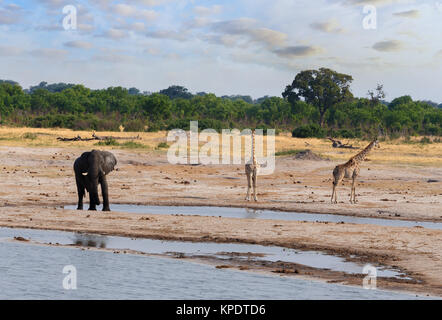 Elefanten und Giraffen trinken am Wasserloch Stockfoto