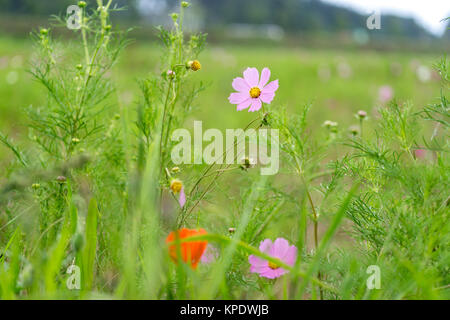Wild Kosmos Stockfoto