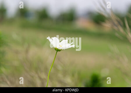 Wild Kosmos Stockfoto