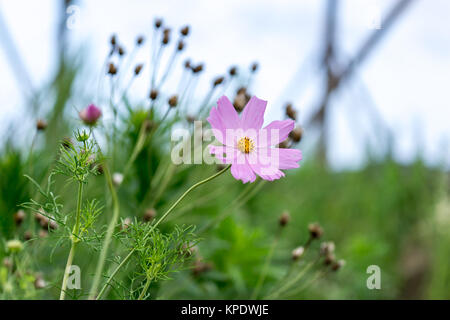 Wild Kosmos Stockfoto