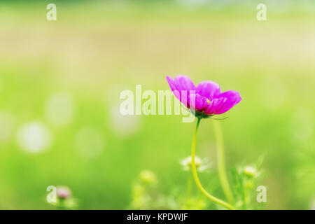 Wild Kosmos Stockfoto