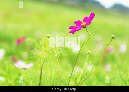 Wild Kosmos Stockfoto