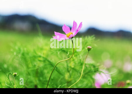 Wild Kosmos Stockfoto