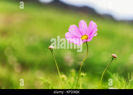 Wild Kosmos Stockfoto