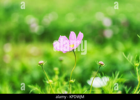 Wild Kosmos Stockfoto
