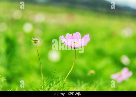 Wild Kosmos Stockfoto