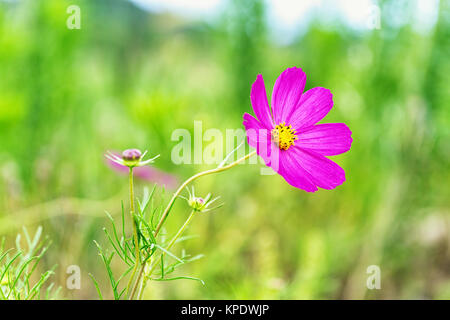 Wild Kosmos Stockfoto