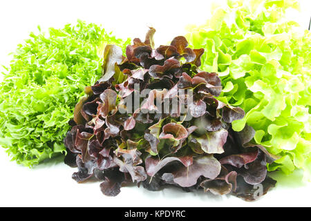 Frische Eiche und Frillice Blatt Eisbergsalat isoliert auf weißem Hintergrund Stockfoto