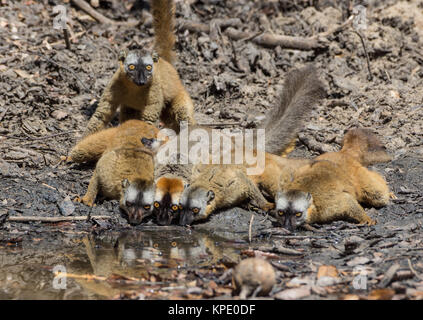 Eine Truppe von Braunen Lemuren Wasser Trinken an einem Wasserloch. Berenty Private Reserve. Madagaskar, Afrika. Stockfoto