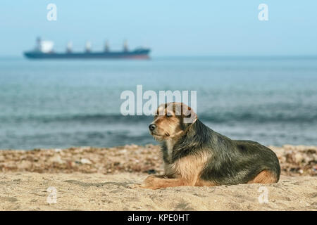 Streunender Hund am Ufer Stockfoto