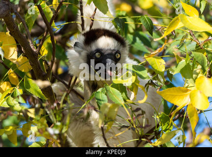 Ein verreaux Sifaka (Propithecus verreauxi) Ernährung auf den Blättern. Berenty Private Reserve. Madagaskar, Afrika. Stockfoto