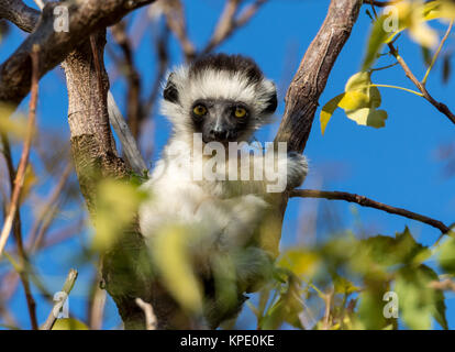 Ein Baby verreaux's Sifaka (Propithecus verreauxi) auf einem Baum. Berenty Private Reserve. Madagaskar, Afrika. Stockfoto