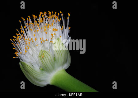 Elefantenohrblüte Stockfoto