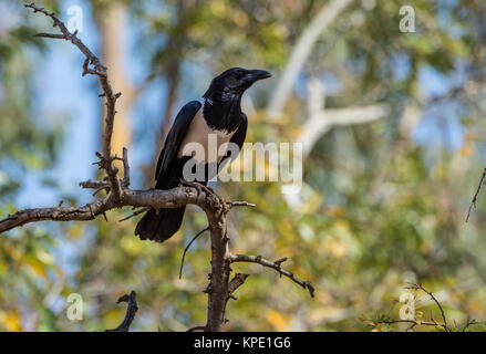 A Pied Crow (Corvus albus) auf einem Ast sitzend. Berenty Private Reserve. Madagaskar, Afrika. Stockfoto