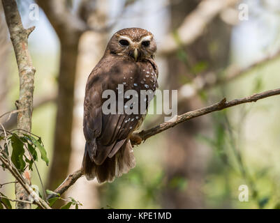 Eine weiße der tiefsten Owl (Athene superciliaris) auf eine Niederlassung im Wald thront. Berenty Private Reserve. Madagaskar, Afrika. Stockfoto